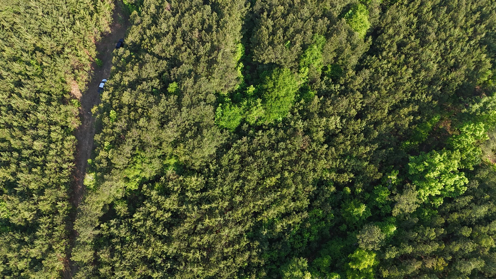 Aerial view of dense green forest with a narrow dirt path cutting through it
