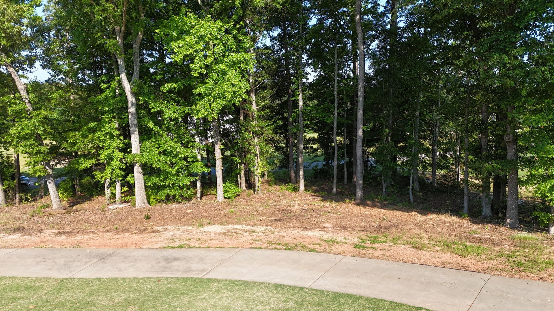 Wooded roadside with a curved sidewalk, grass, and tall green trees in bright sunlight