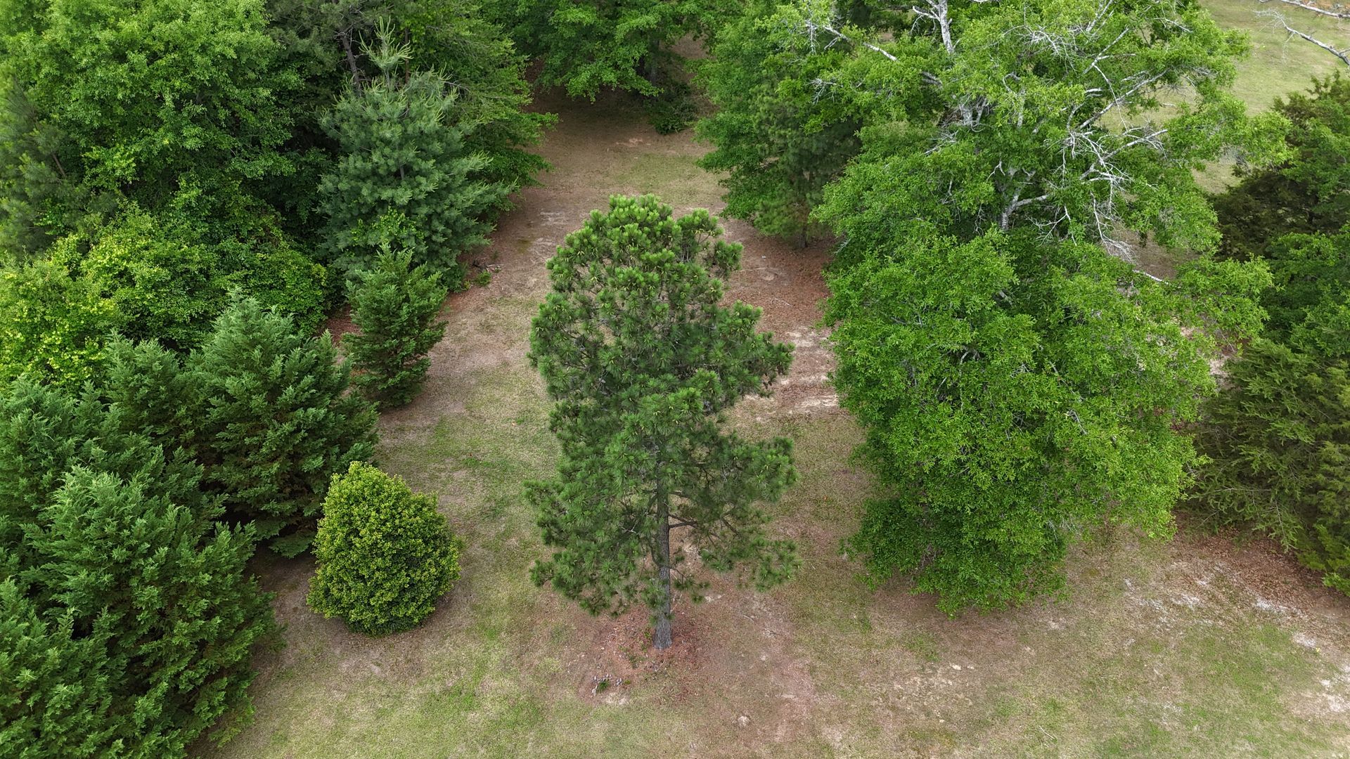 Aerial view of dense green trees and shrubs bordering a patchy grassy clearing.