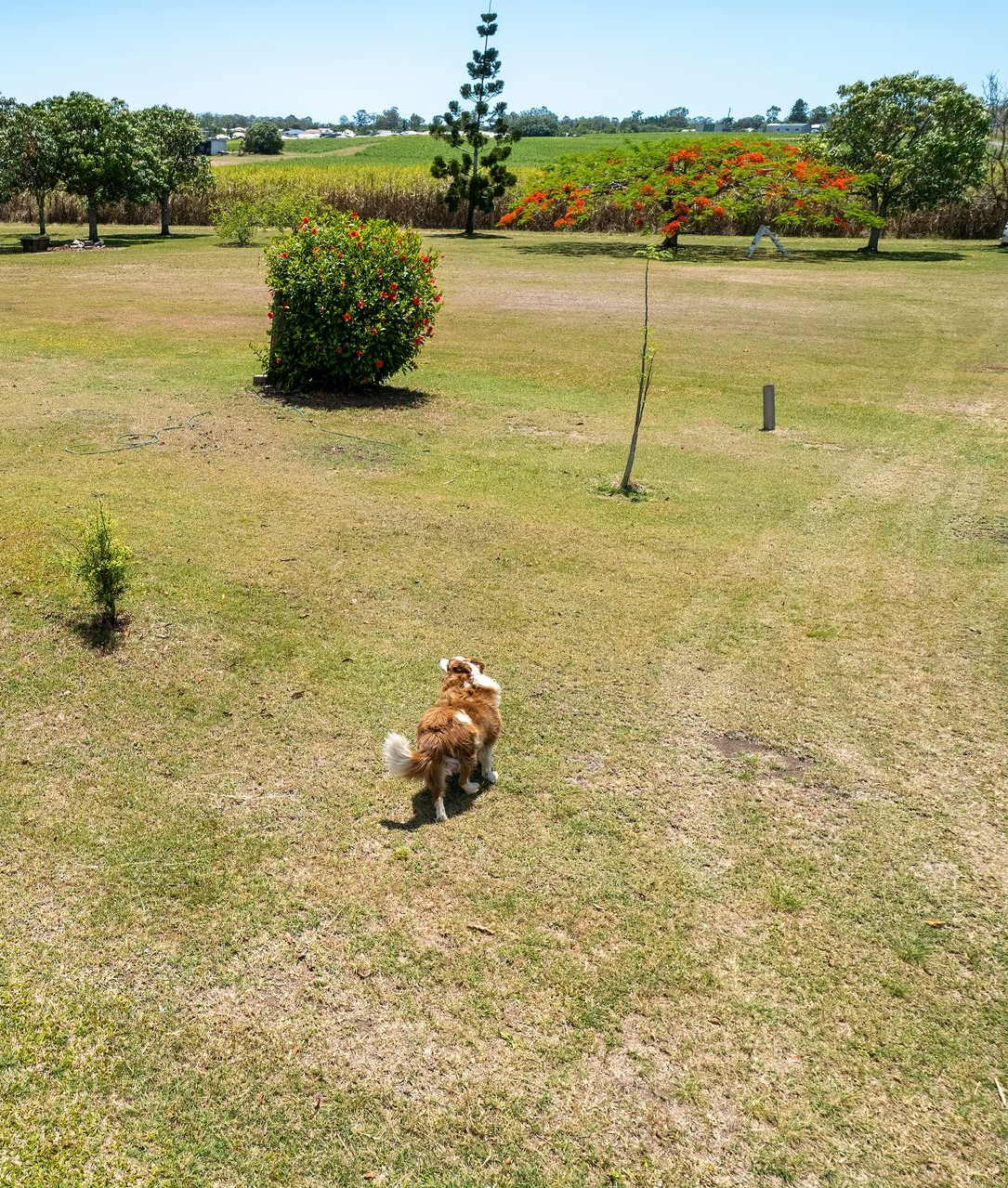 Small dog running on a grassy field with shrubs and trees in the background.