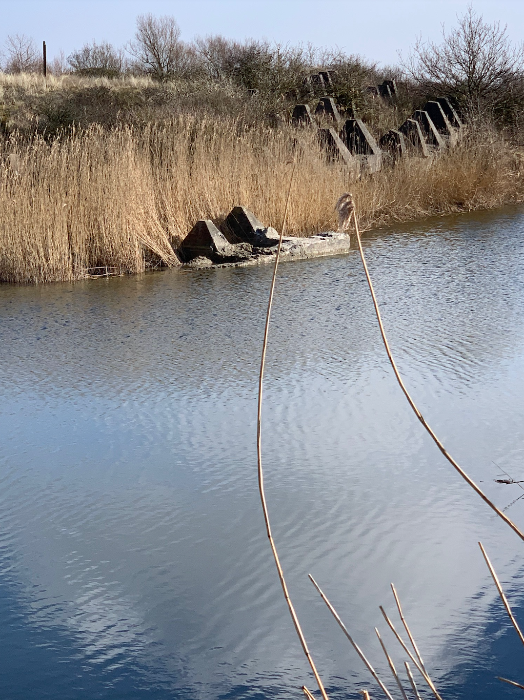 Het kalme water weerspiegelt de lucht; de oever is begroeid met hoge, droge rietstengels en betonnen blokken.