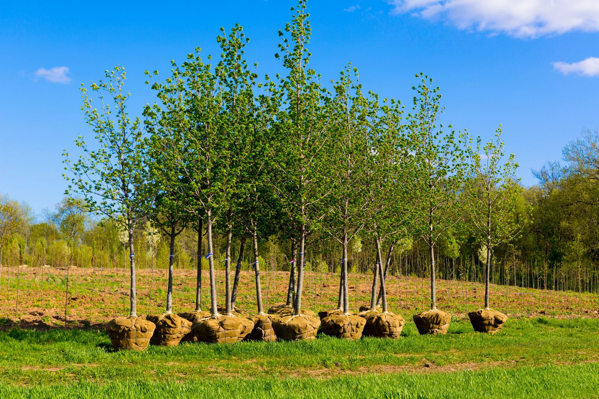 Tree Health in Klamath Falls, OR Tree Health in Klamath Falls, OR