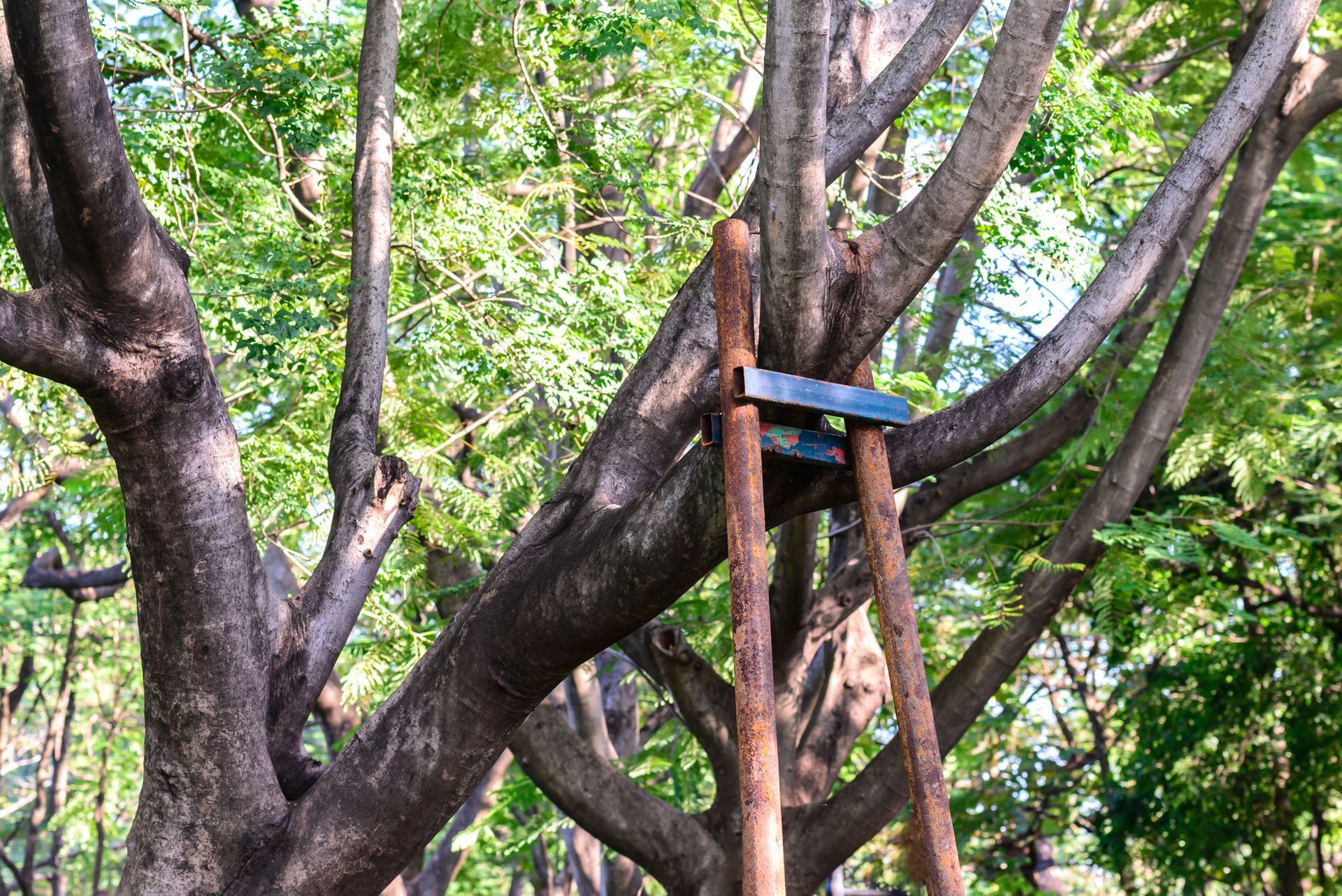 Tree Cabling and Bracing in Klamath Falls, OR