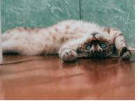 Picture of a multi coloured cat laying on its back stretched out with its pawns above its head looking back with green eyes.