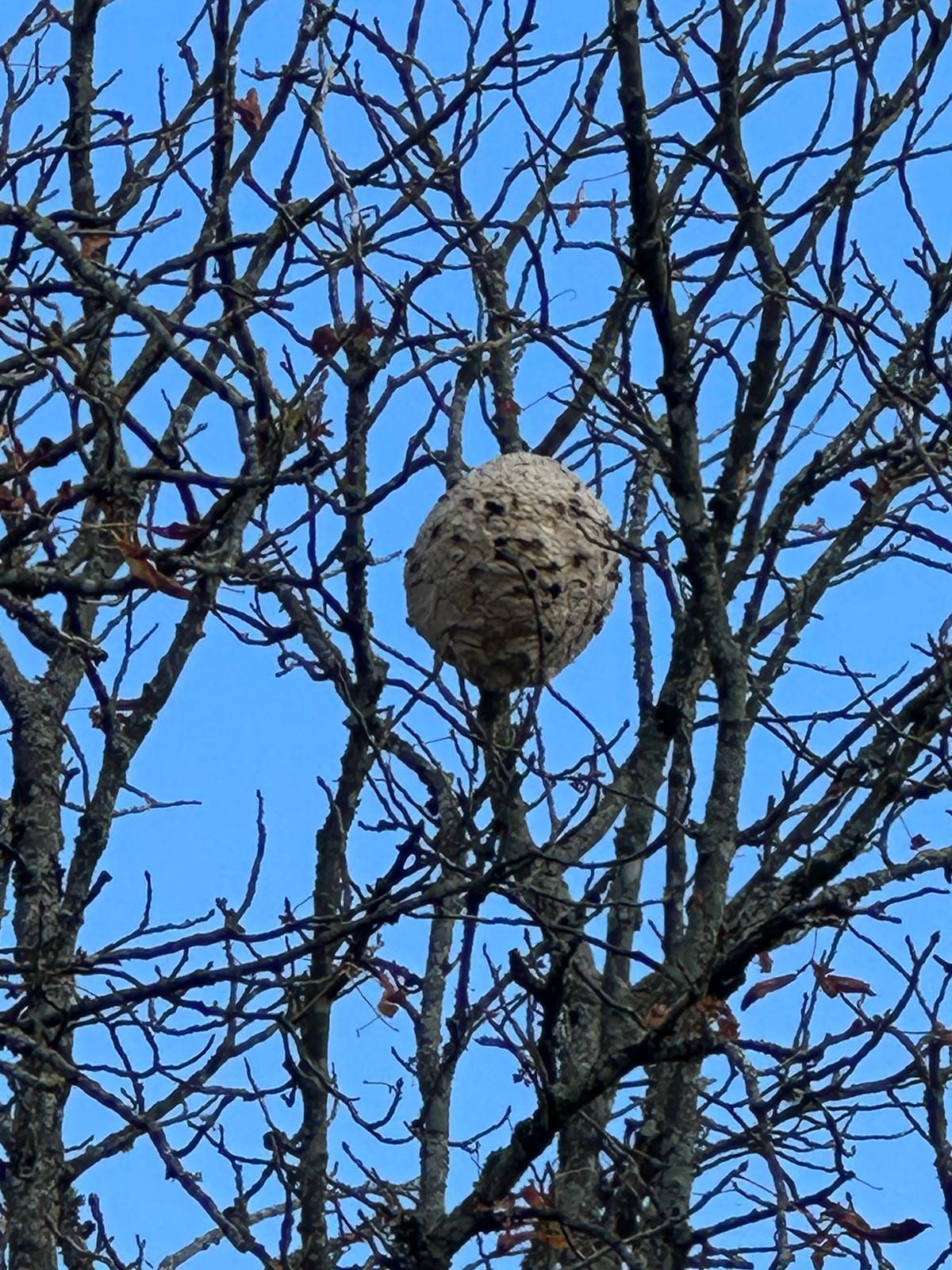 Nid de frelons asiatiques installé dans un arbre avant une intervention de destruction.