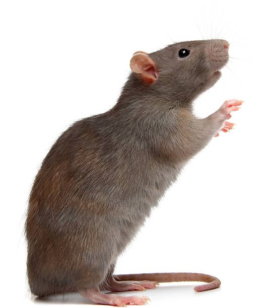 Rat brun adulte observé dans un logement, nuisible pouvant provoquer des dégâts 