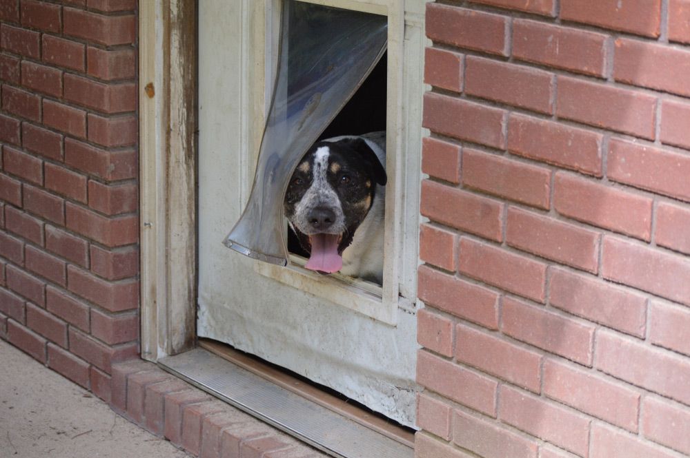 A Dog Is Sticking Its Head Out Of A Dog Door — Headlands Glass in Ballina, NSW