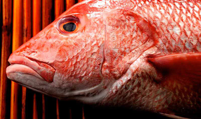 A close up of a red fish 's head against a bamboo fence.