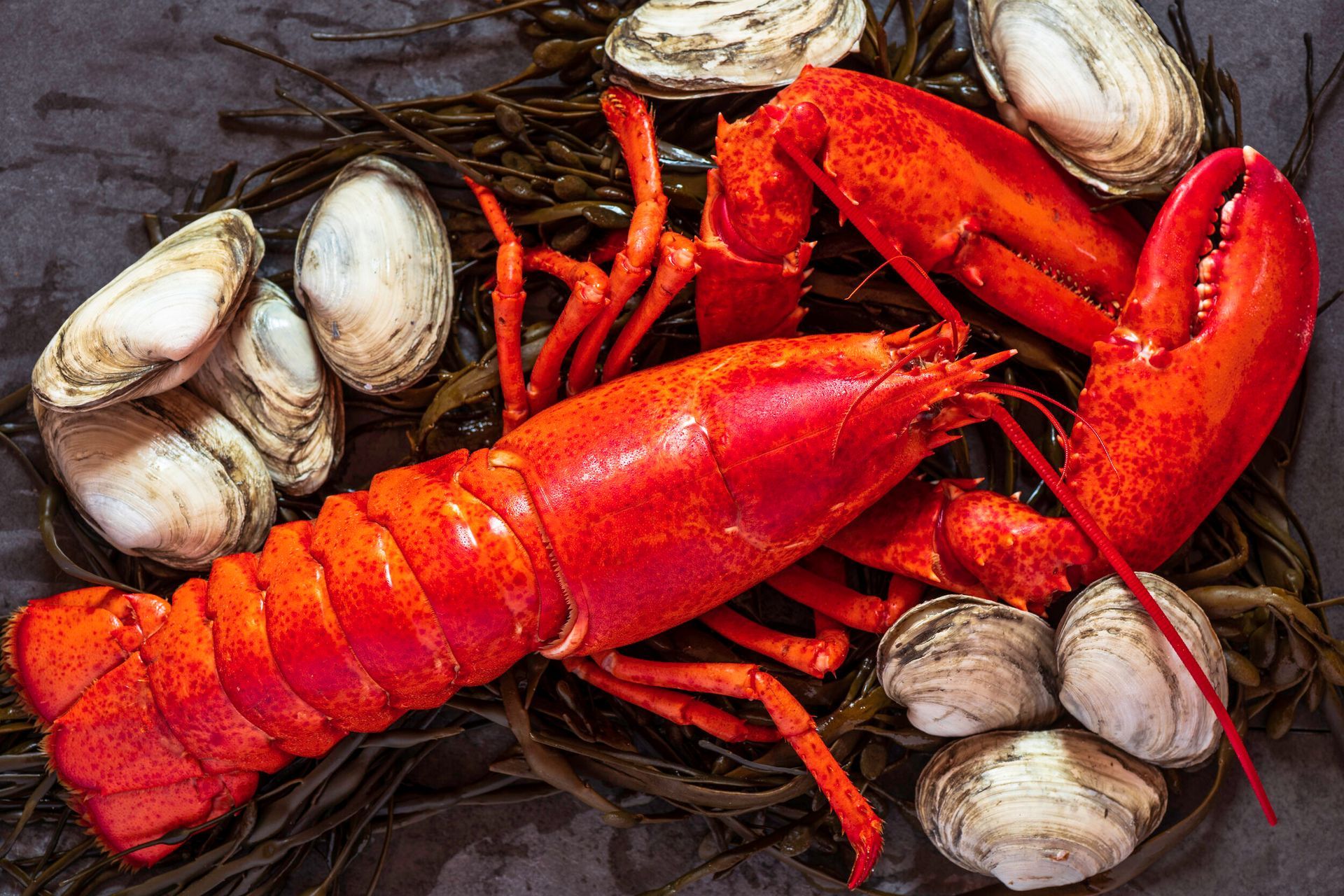 A lobster is surrounded by clams and seaweed on a table.