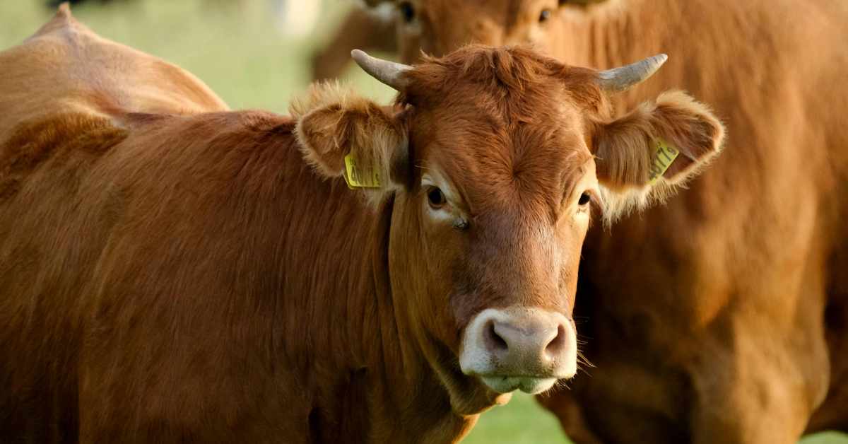 farm loans for beginning farmers australia
