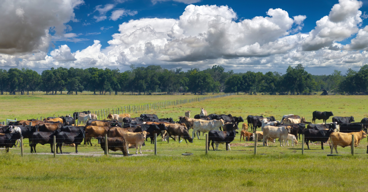 feedlot finance
