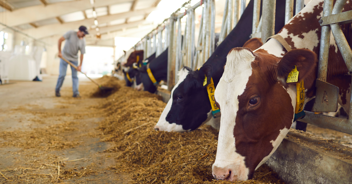livestock finance
