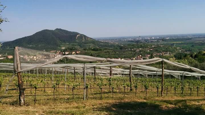 viti e vitigni colli euganei