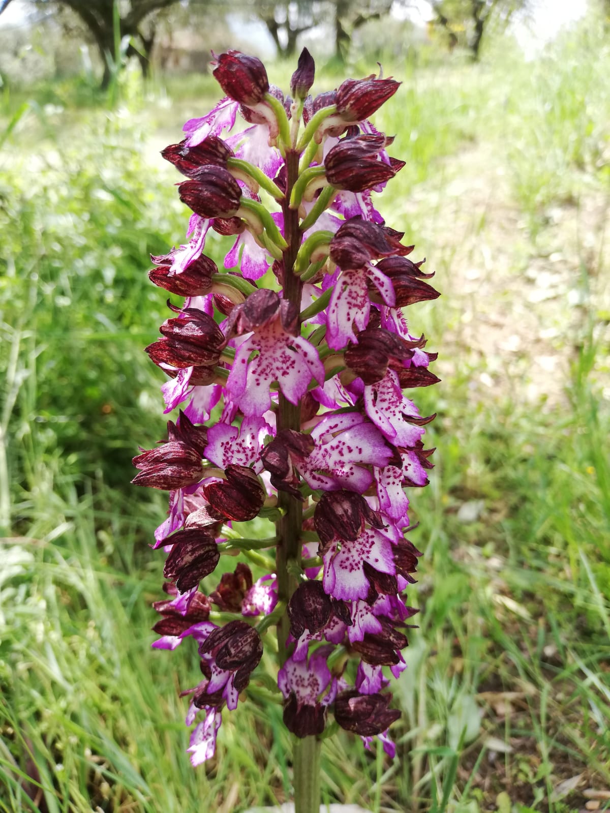 fiore colli euganei