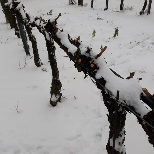 vigneti di inverno