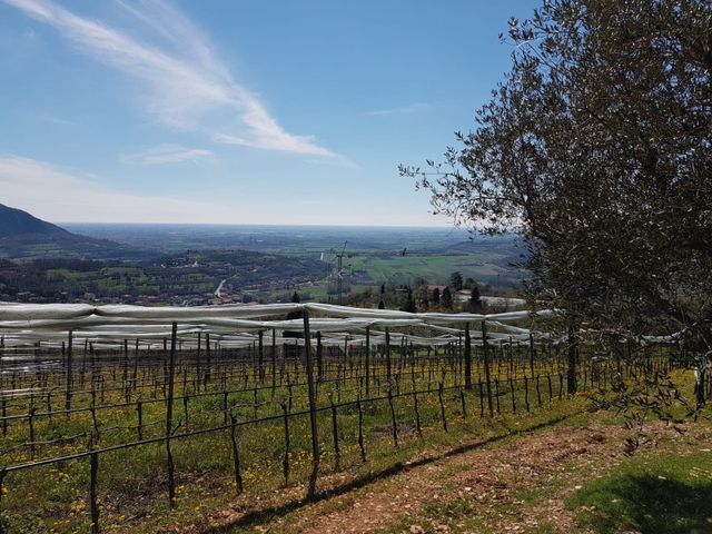 vigneti 2