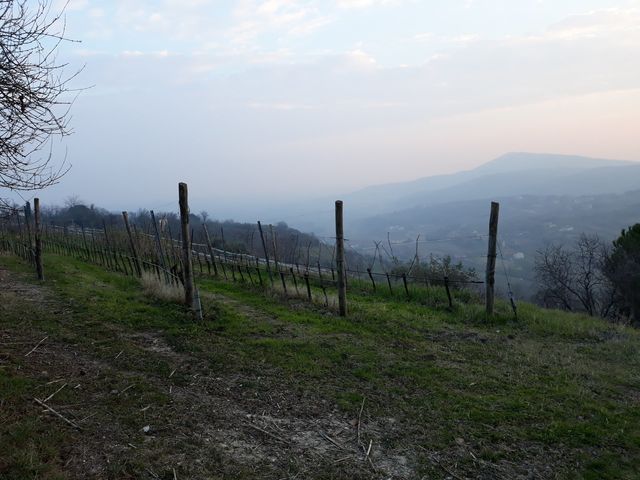 vigneti 3