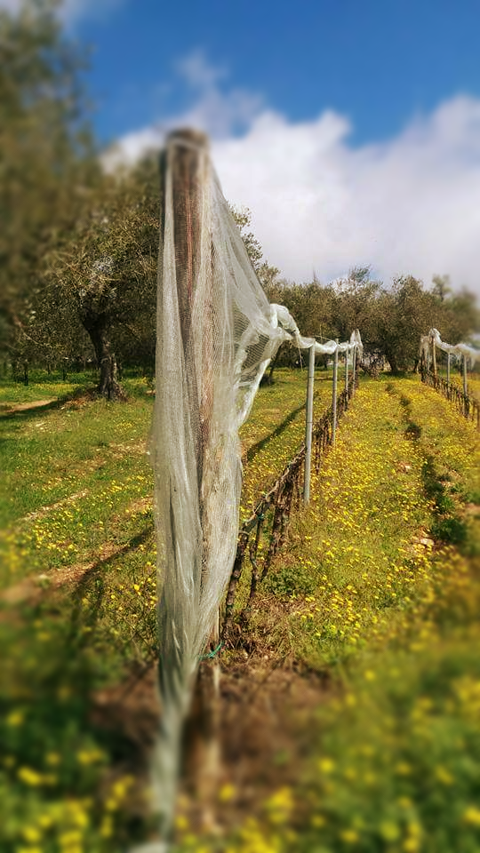 vigneti