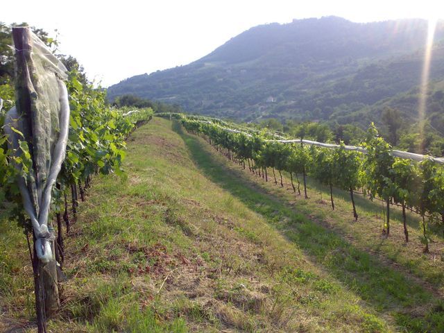 vite uva vino