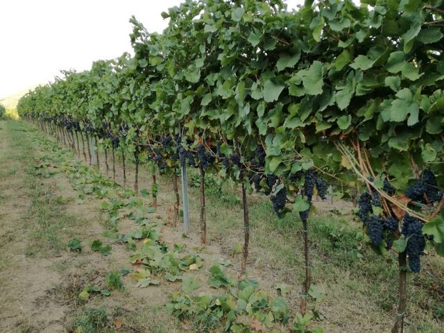 vite uva vino 1