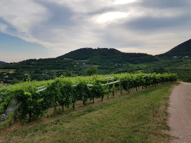 vigneti