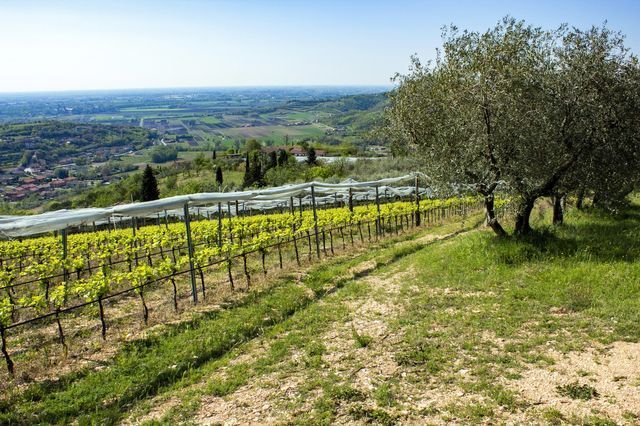 vigneti 3