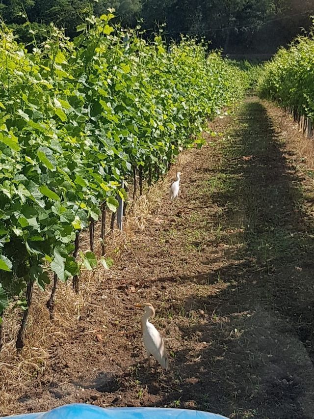 vigneti 1