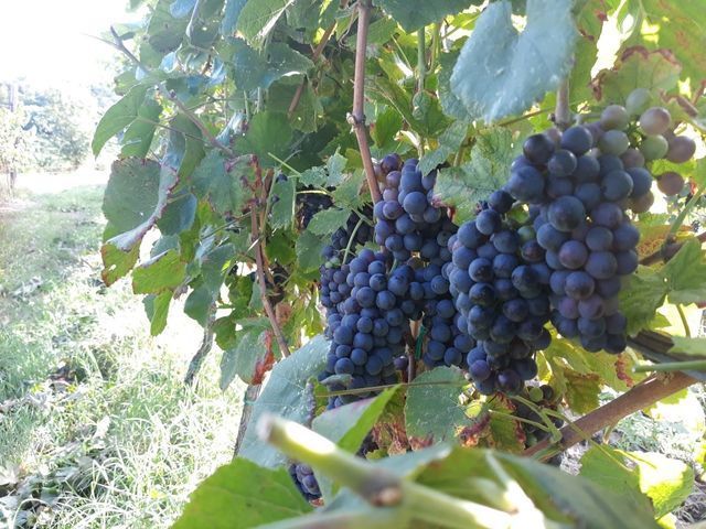 uva rossa
