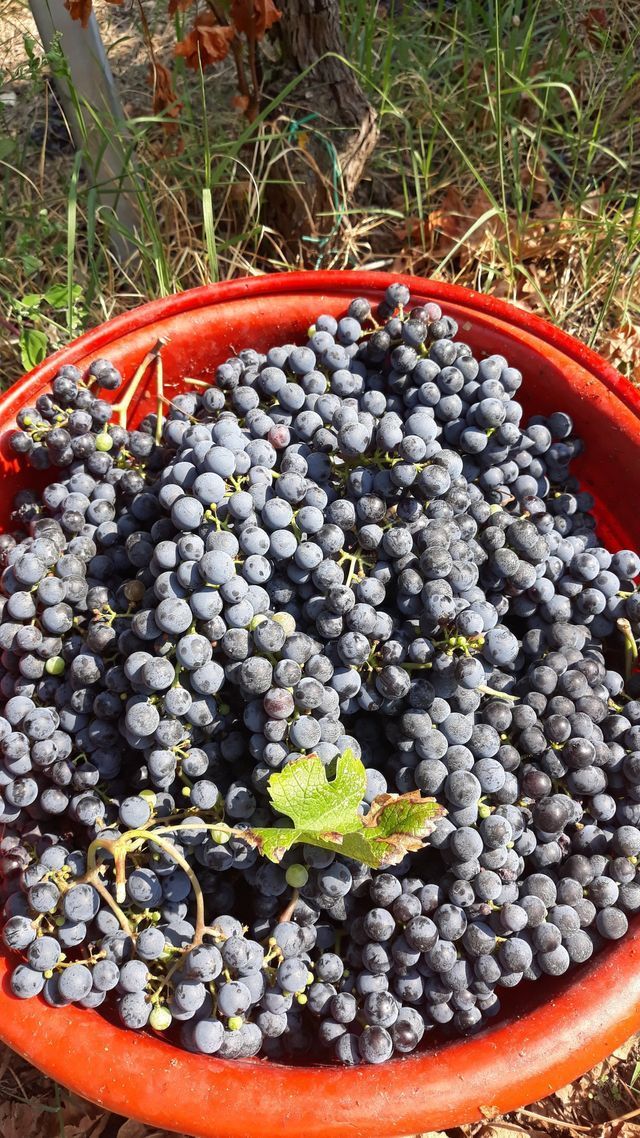 uva raccolta 1