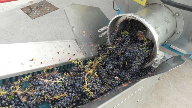 uva lavorazione vino