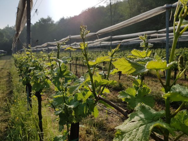 vigneti