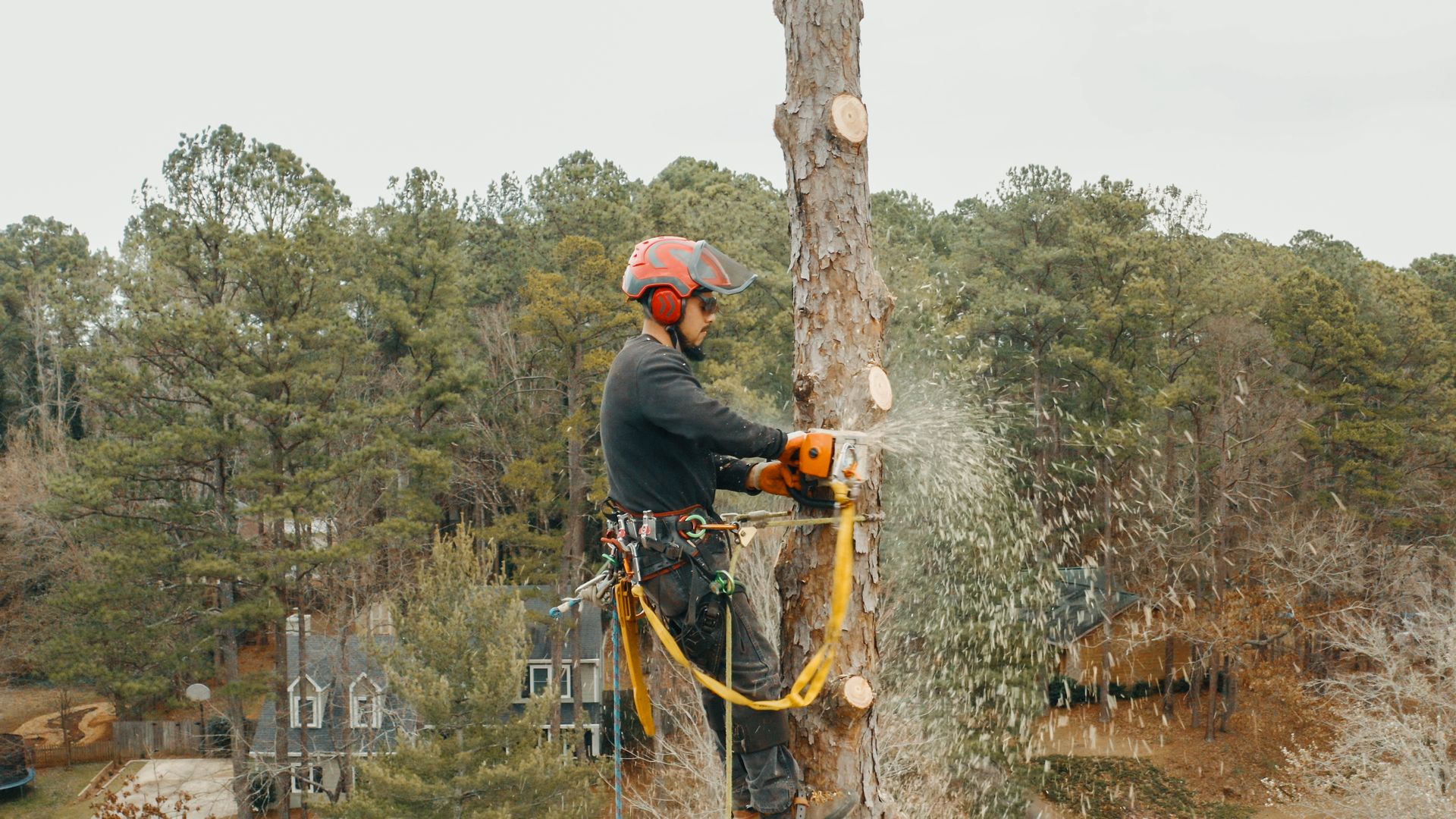 770-Tree-Guy gallery