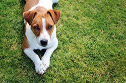 A brown and white dog is laying in the grass in Columbus