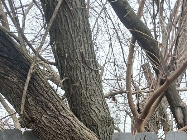 Several tree trunks with textured, dark grey bark rise behind a wooden fence against an overcast sky in Columbus