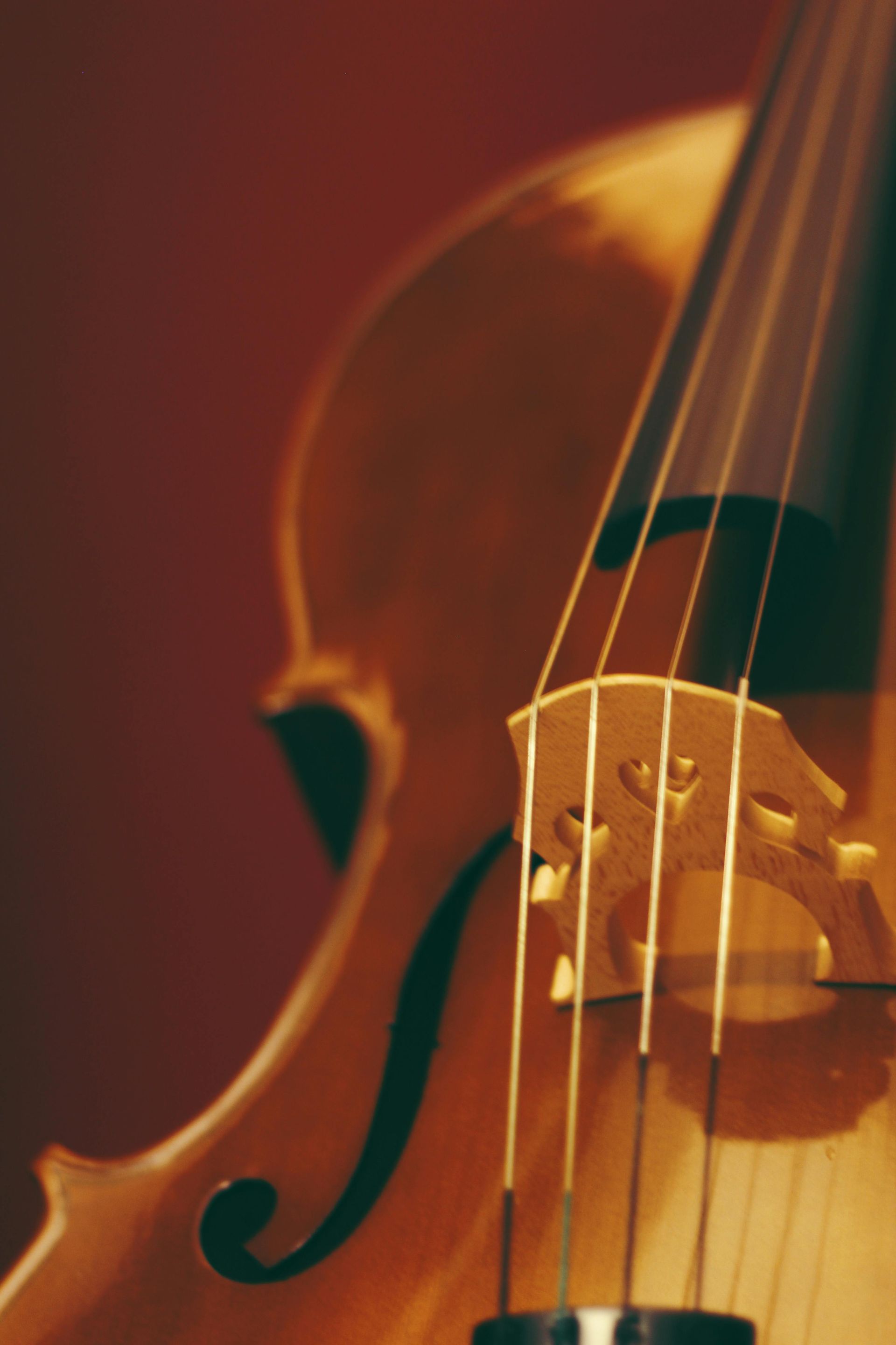 Close-up of a violin body with warm amber wood and strings against a dark background