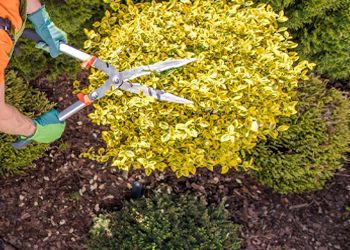 A person is cutting a bush with a pair of hedge shears.