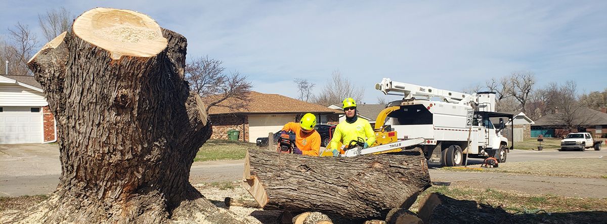 A group of people are standing around a large tree stump.