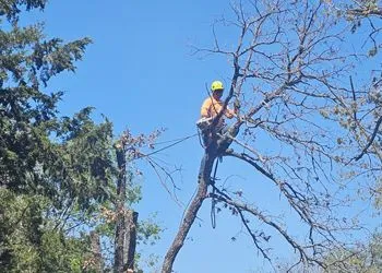 A man is sitting on top of a tree branch.