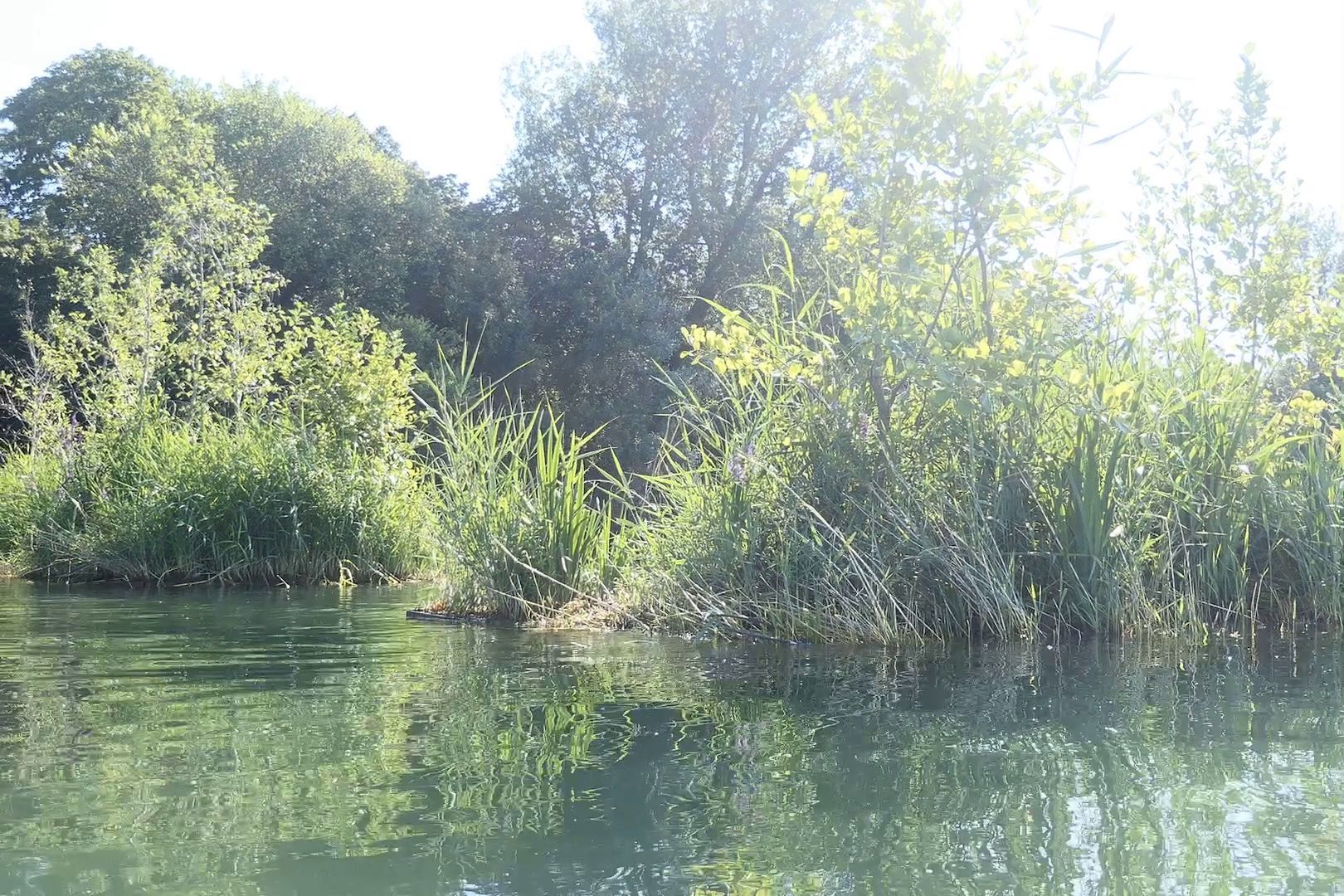 Die Inseln im Genfer See im August 2024 gesehen von der Seeseite, im Hintergrund das Ufer. 