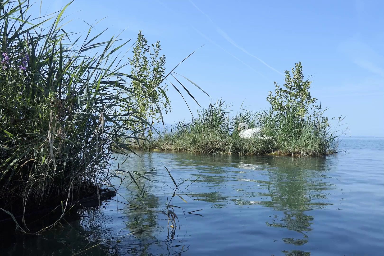 Nicht nur Unterwasser wurden die Inseln von Fischen in den Wurzelbärten angenommen. Hier zu sehen ist ein nistender Schwan auf der äußersten Insel. 