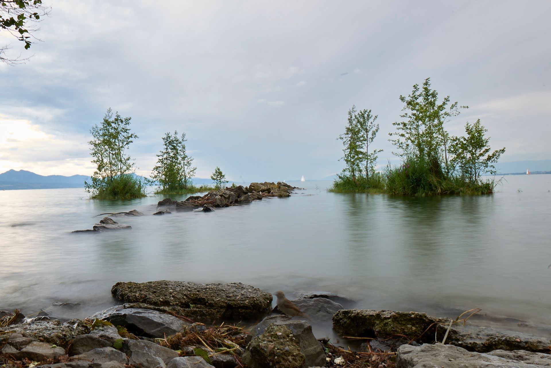 Die eingesetzten Inseln im Genfer See, Bäume stehen erhaben im Wasser, umgeben von Schilf. 
