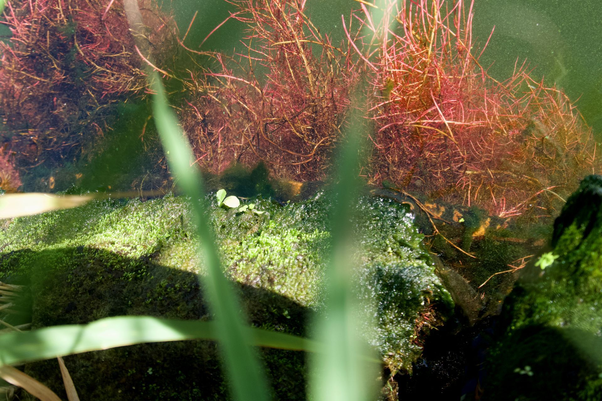 Unterwasser haben sich an den Vertikal Wetlands Wurzelbärte gebildet, in denen   sich weiteres Leben entwickelt. 