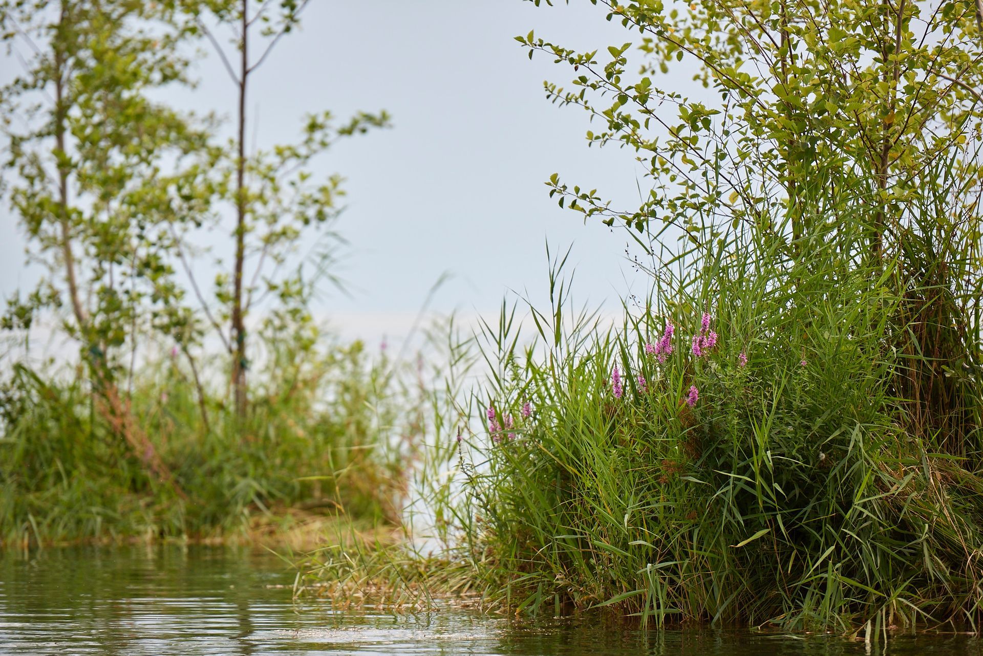 Die eingesetzten Inseln im Genfer See, Bäume stehen erhaben im Wasser, umgeben von Schilf. 