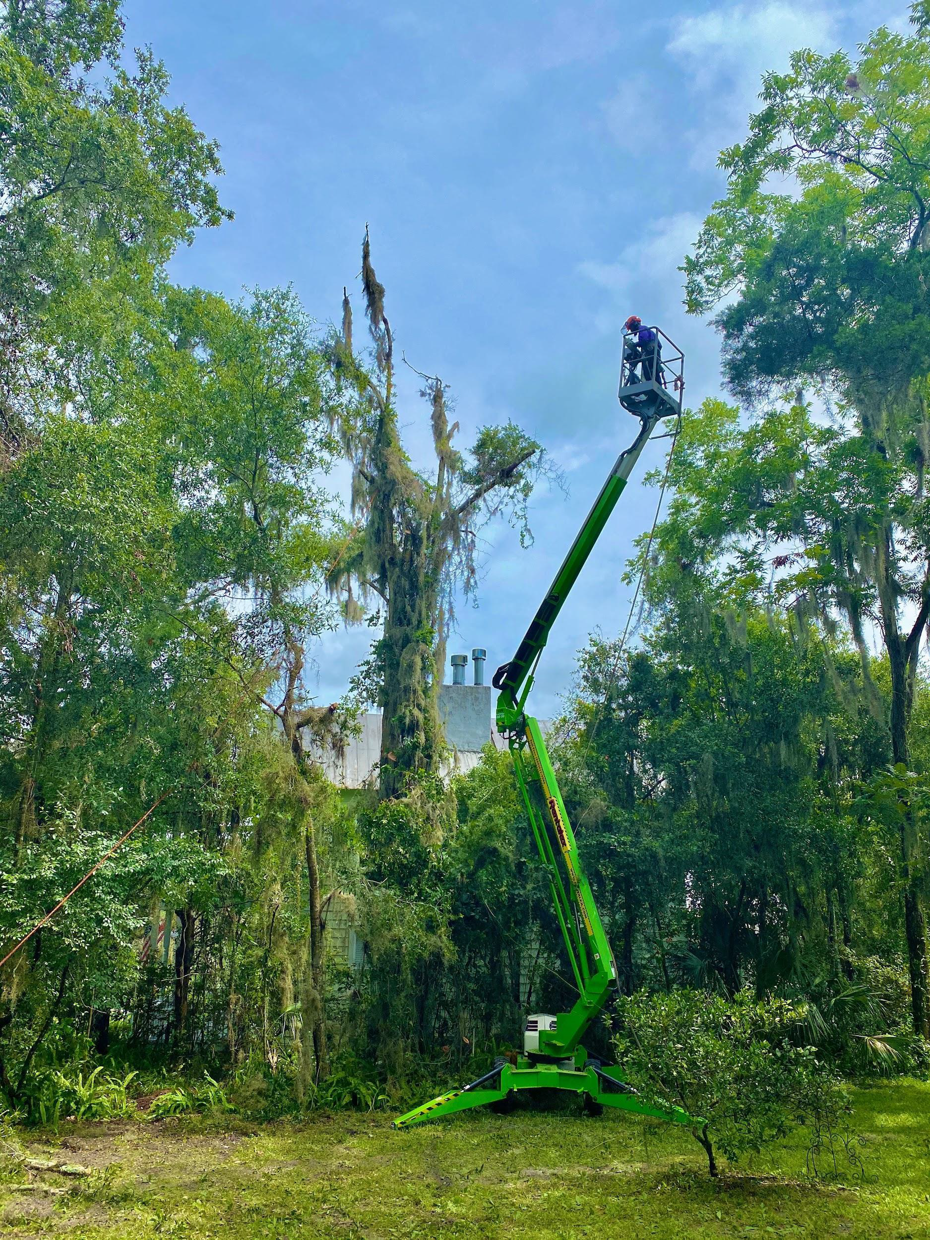 Person in a lift trimming a tree branch with a chainsaw, wearing a harness, in a green, leafy environment.