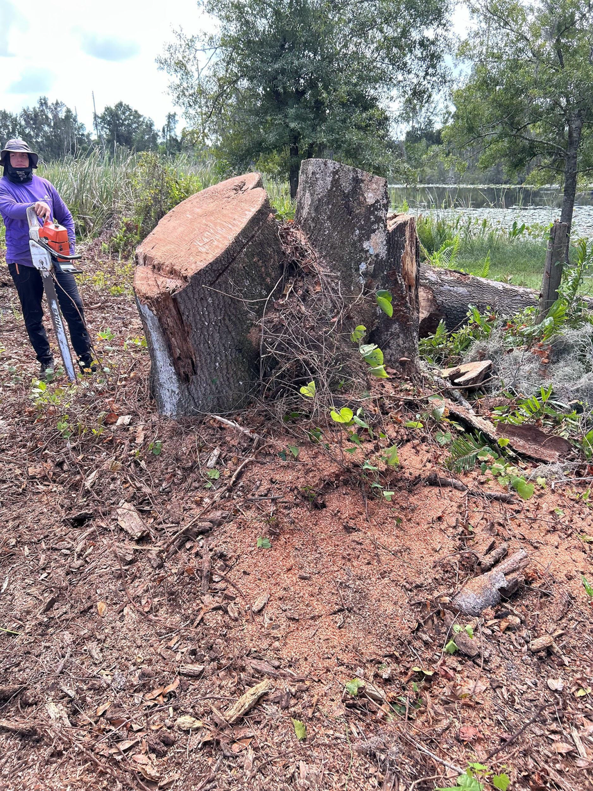 Person holding a chainsaw stands near a tree stump in a clearing, with a body of water in the background.