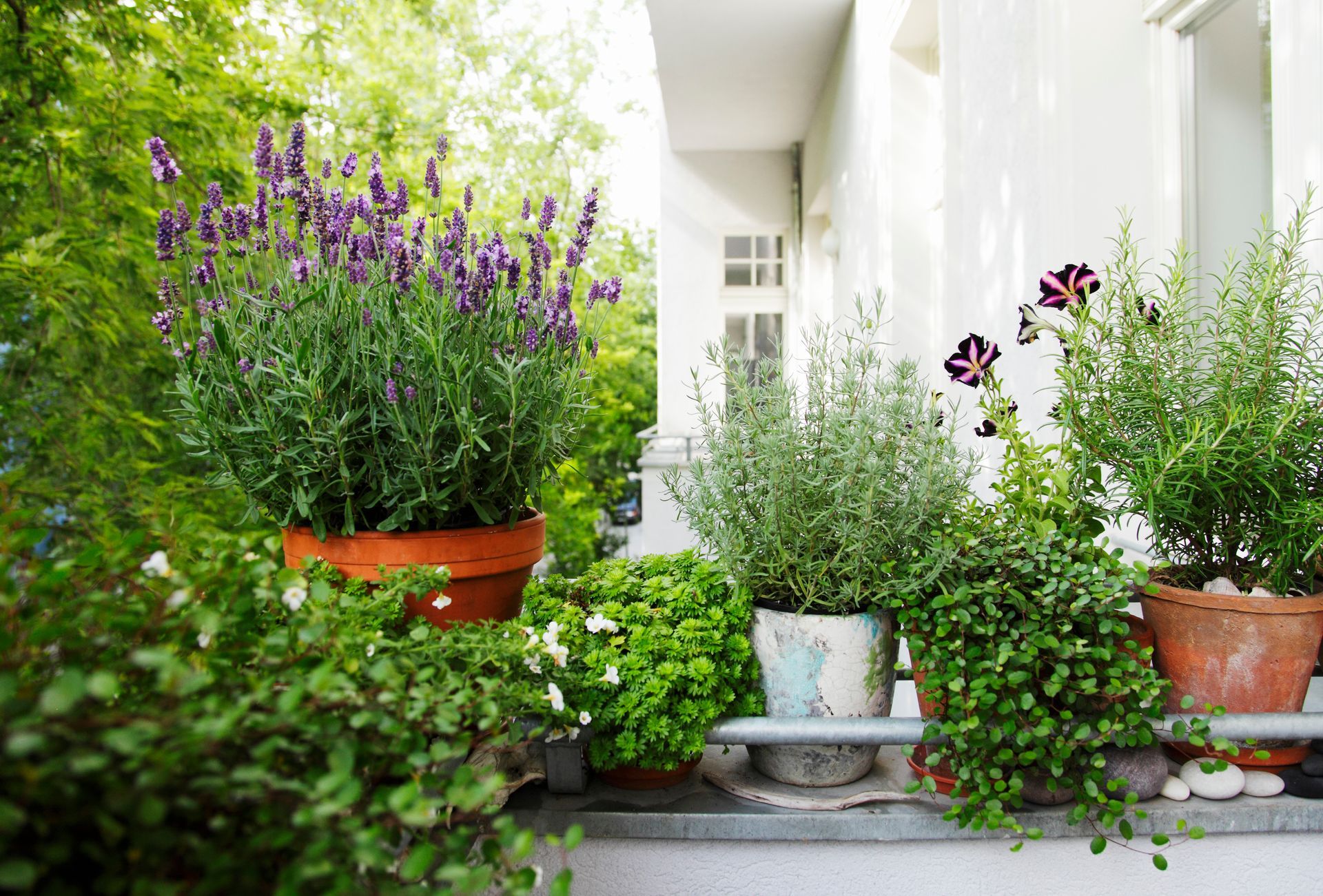 Terrassenpflanzen