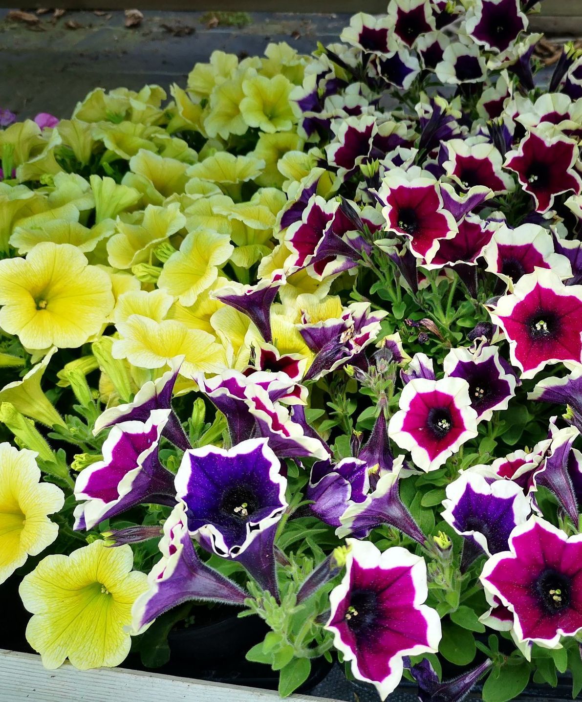 Foto Blume