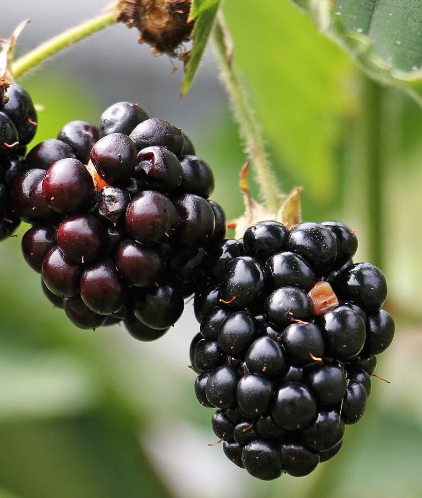 Ein Bündel Brombeeren, die an einer Pflanze hängen