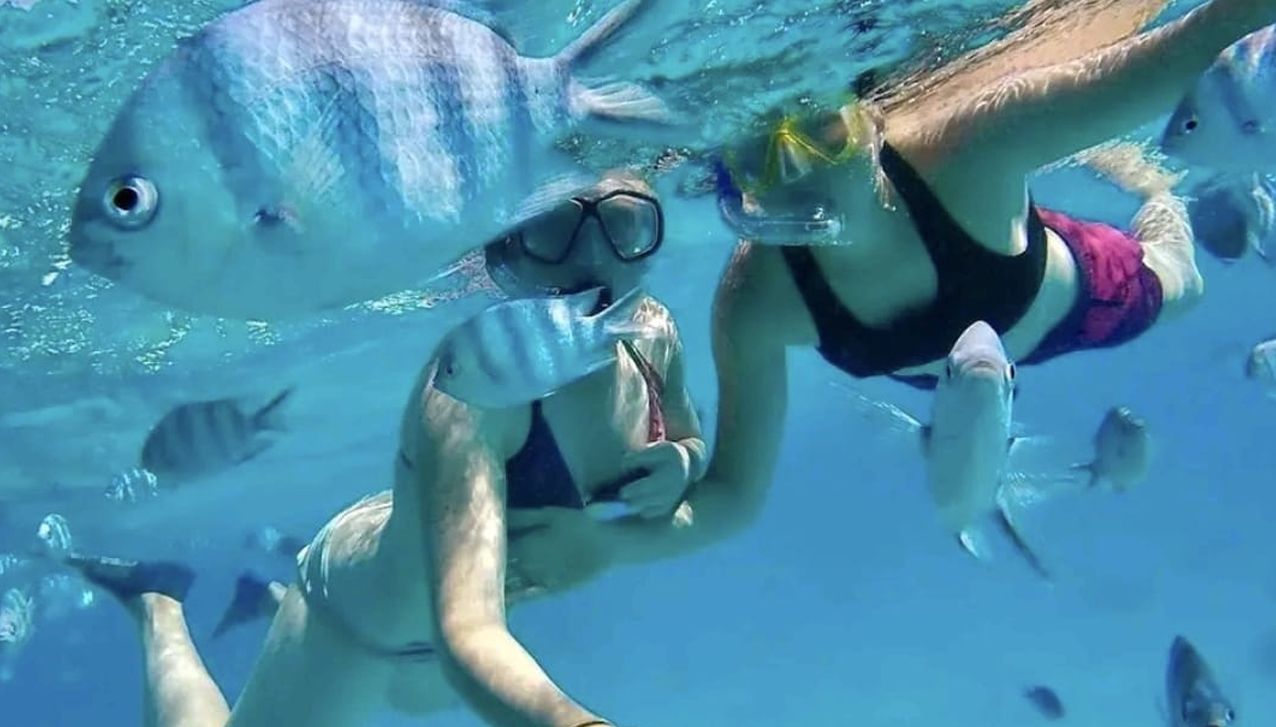 Two people snorkeling underwater, surrounded by several silver fish with dark vertical stripes in clear blue water.