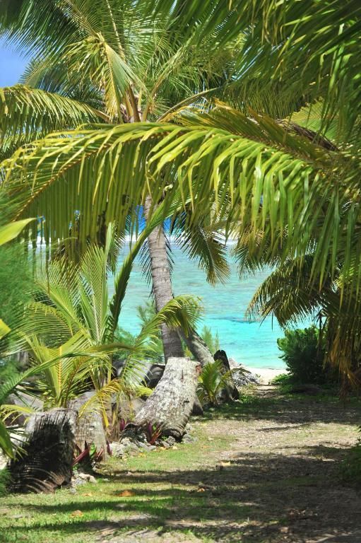 A dirt path leads through lush palm trees toward a bright blue tropical ocean beach.